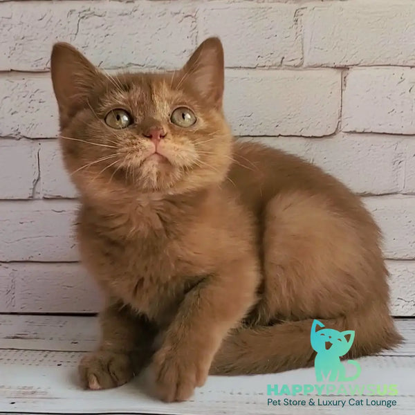 Daffy British Shorthair female cinnamon tortie - live animals