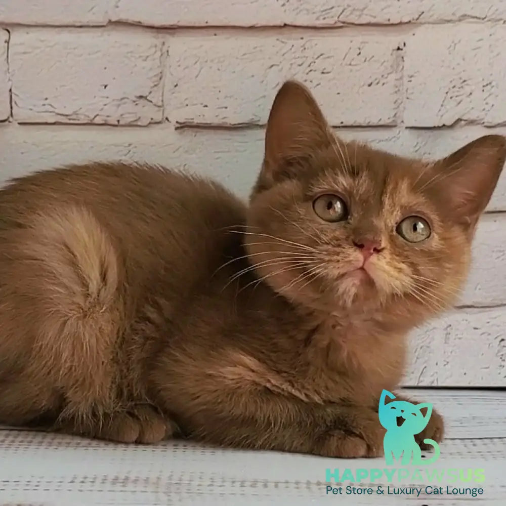 Daffy British Shorthair female cinnamon tortie - live animals