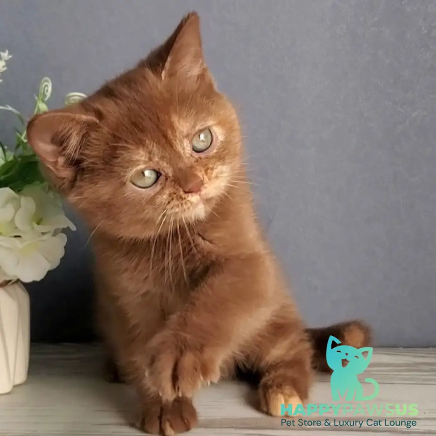 Daffy British Shorthair female cinnamon tortie - live animals