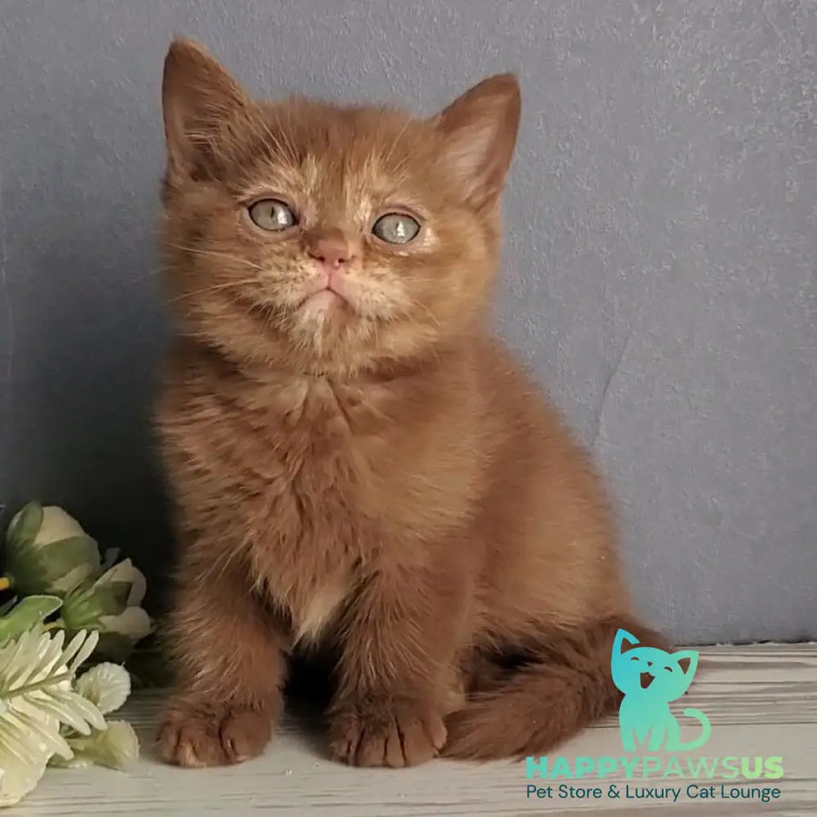 Daffy British Shorthair female cinnamon tortie - live animals