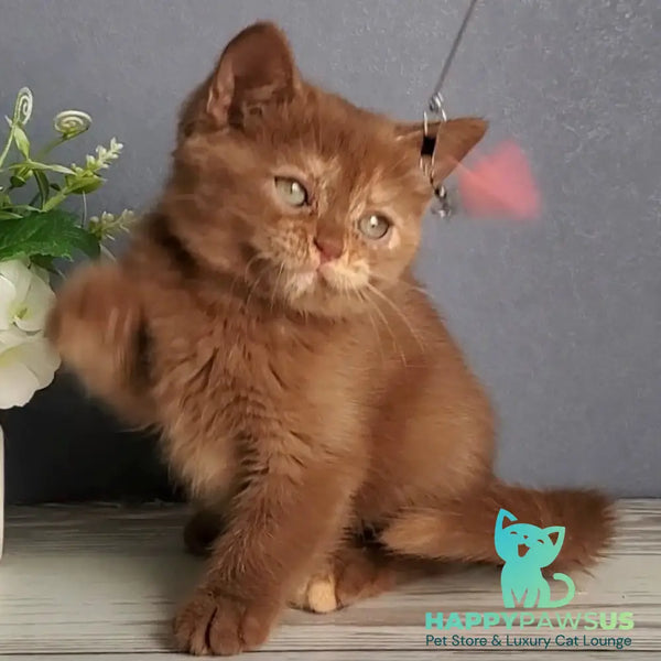 Daffy British Shorthair female cinnamon tortie - live animals