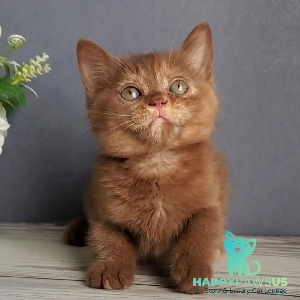 Daffy British Shorthair female cinnamon tortie - live animals