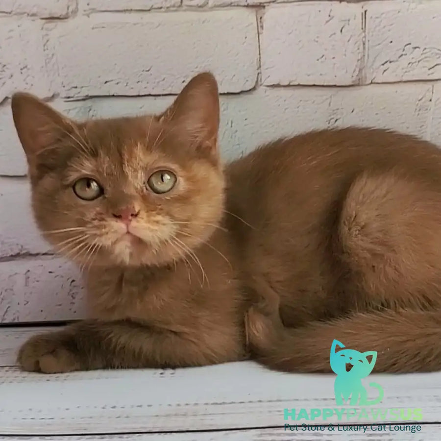 Daffy British Shorthair female cinnamon tortie - live animals