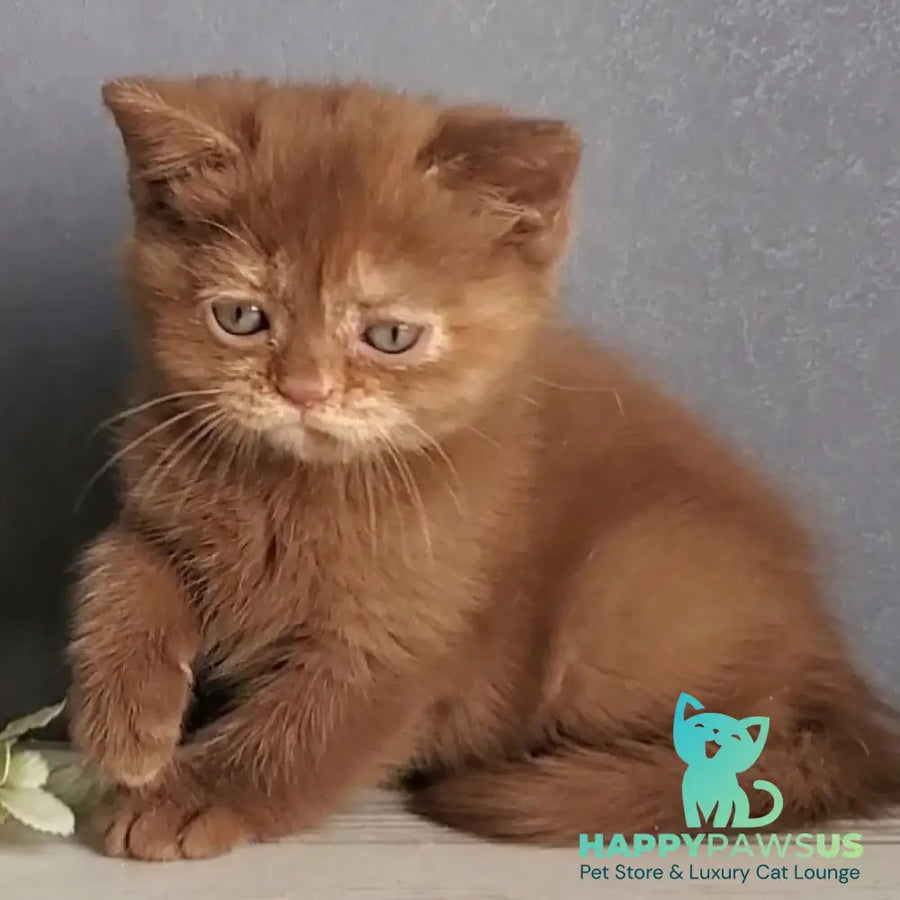 Daffy British Shorthair female cinnamon tortie - live animals