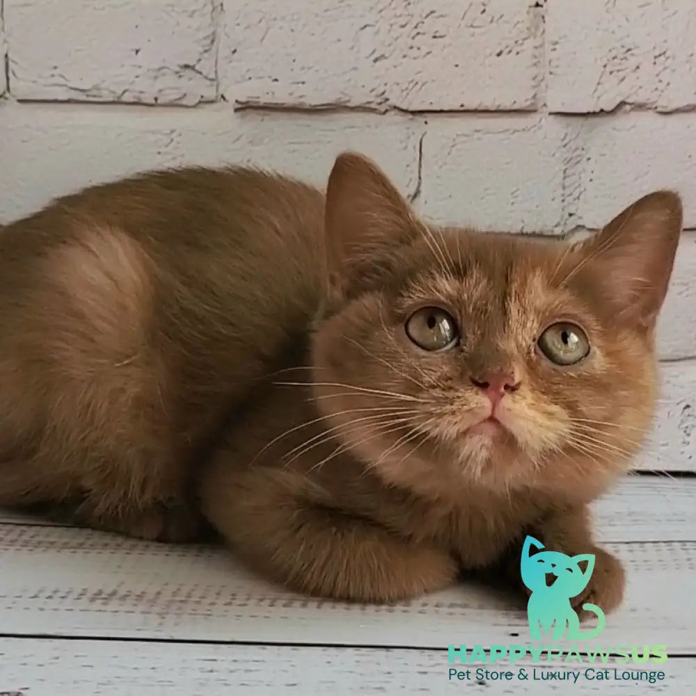 Daffy British Shorthair female cinnamon tortie - live animals