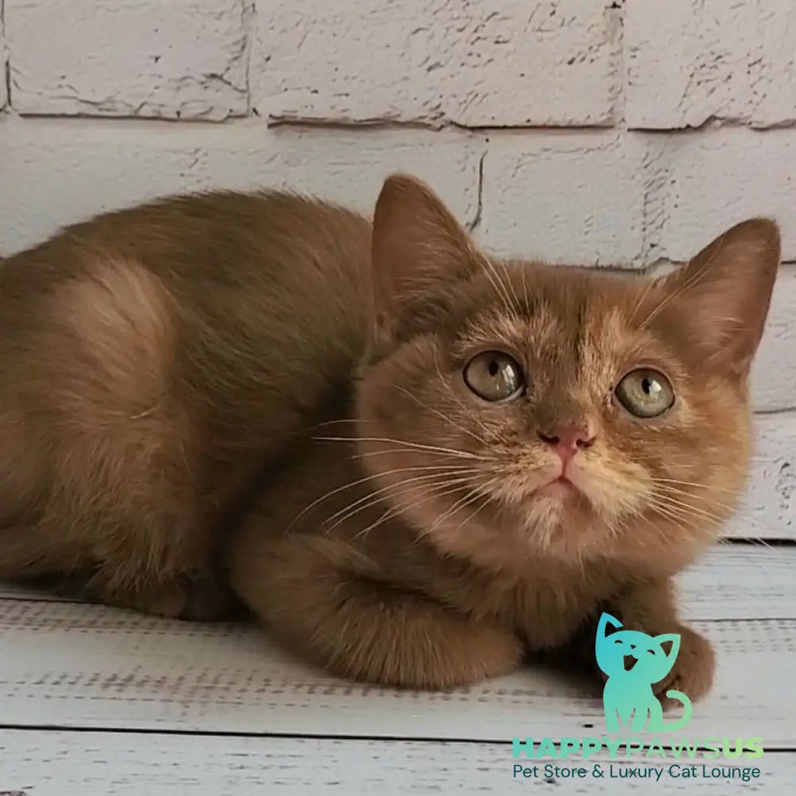 Daffy British Shorthair female cinnamon tortie - live animals