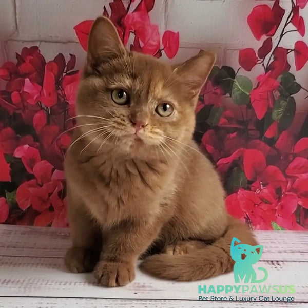 Daffy British Shorthair female cinnamon tortie - live animals
