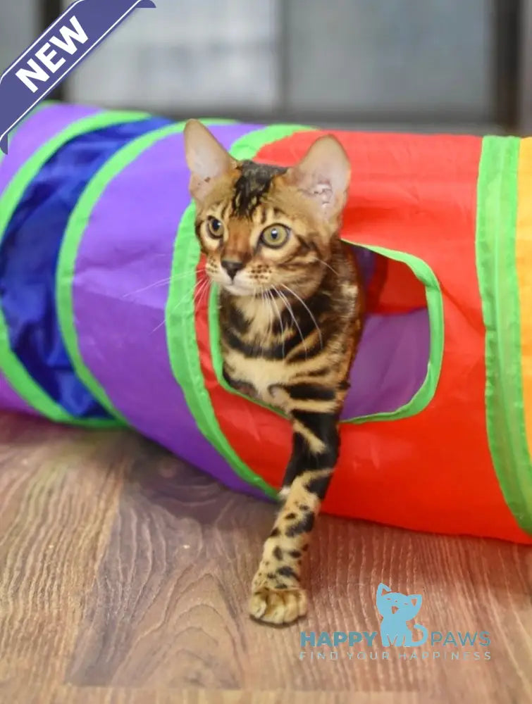 Dafna Bengal female black spotted tabby live animals