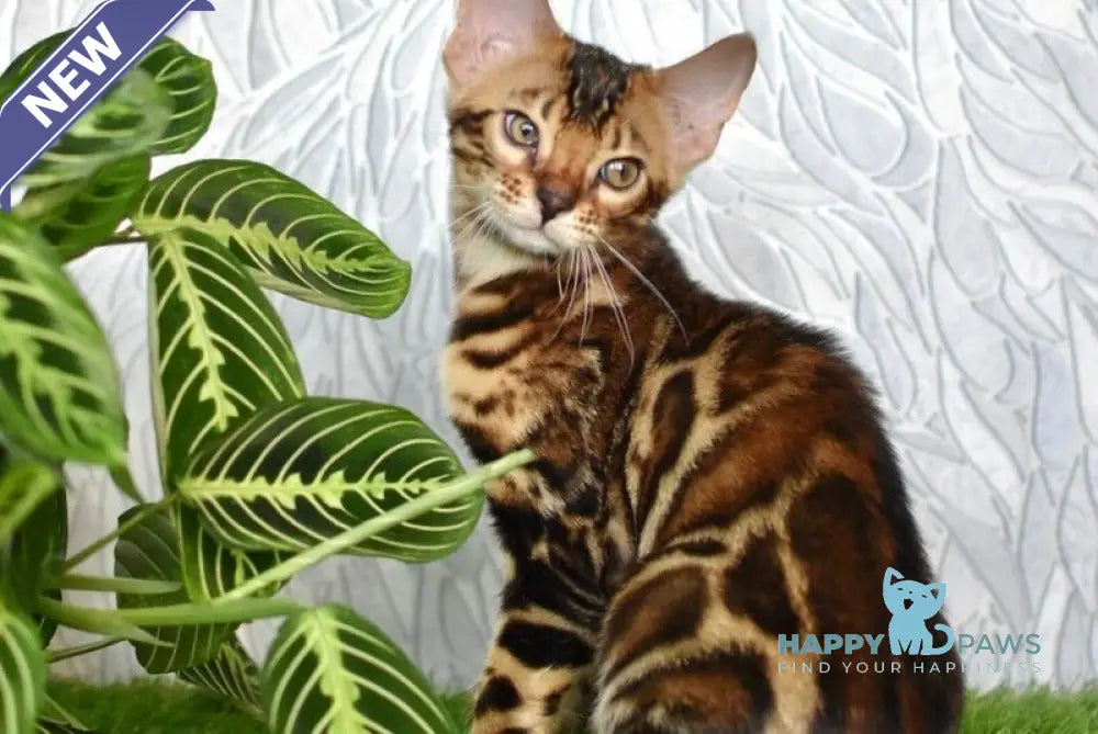 Dafna Bengal female black spotted tabby live animals
