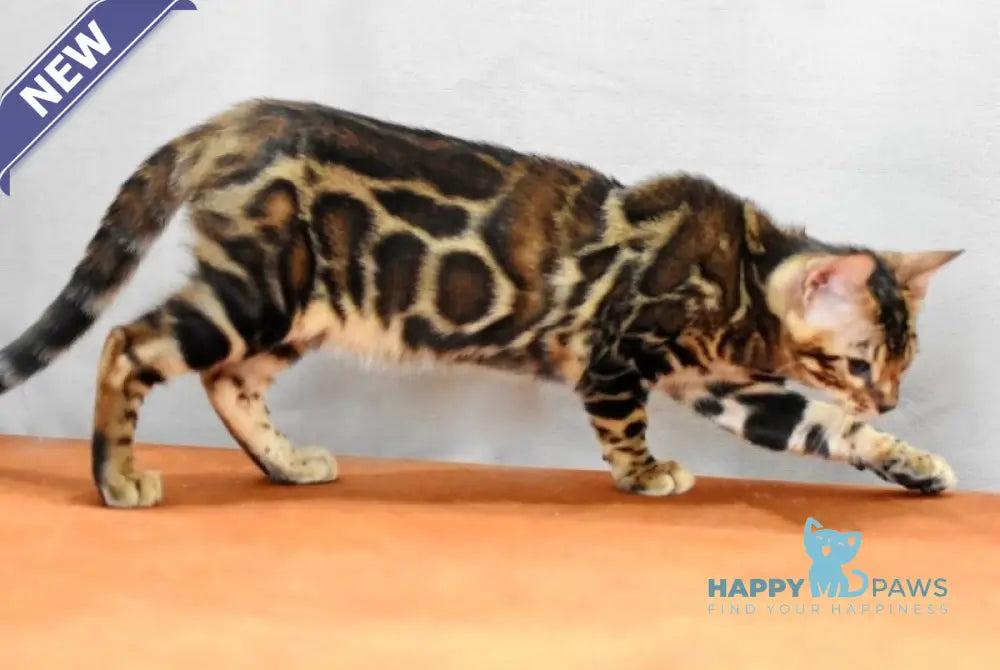 Dafna Bengal female black spotted tabby live animals