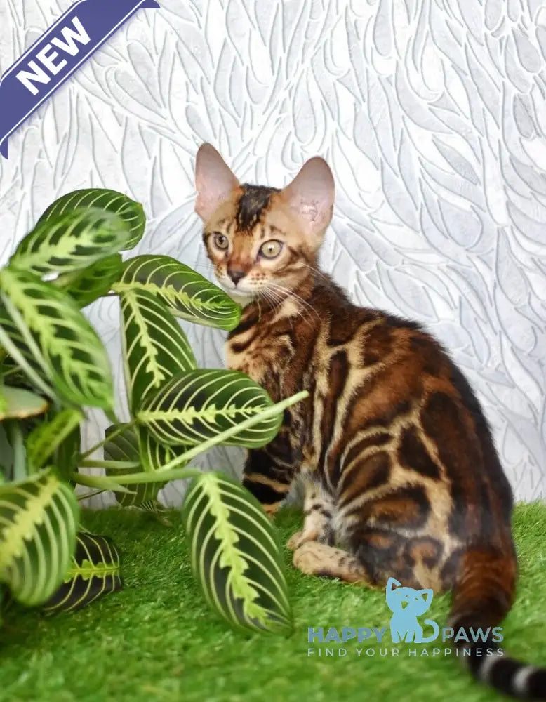 Dafna Bengal female black spotted tabby live animals