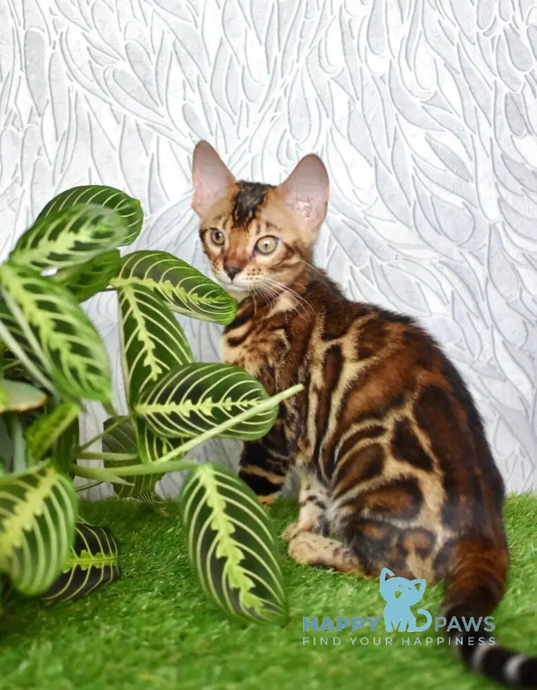 Dafna Bengal female black spotted tabby live animals