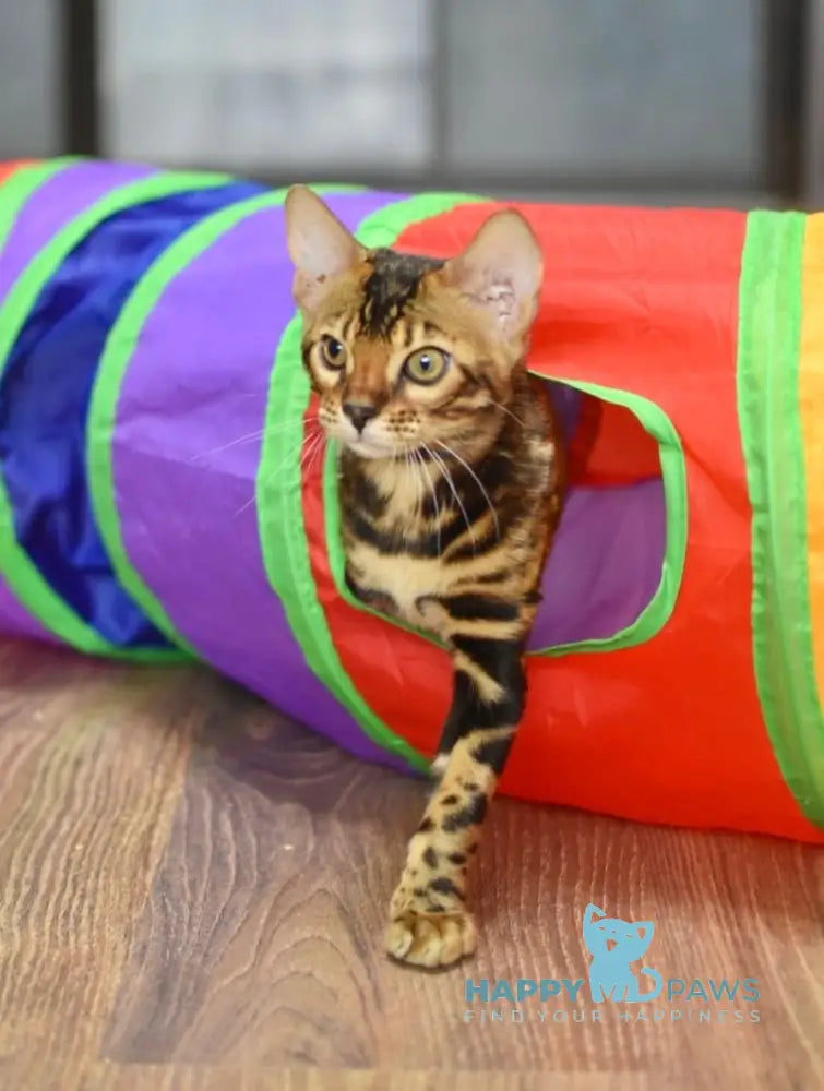 Dafna Bengal female black spotted tabby live animals