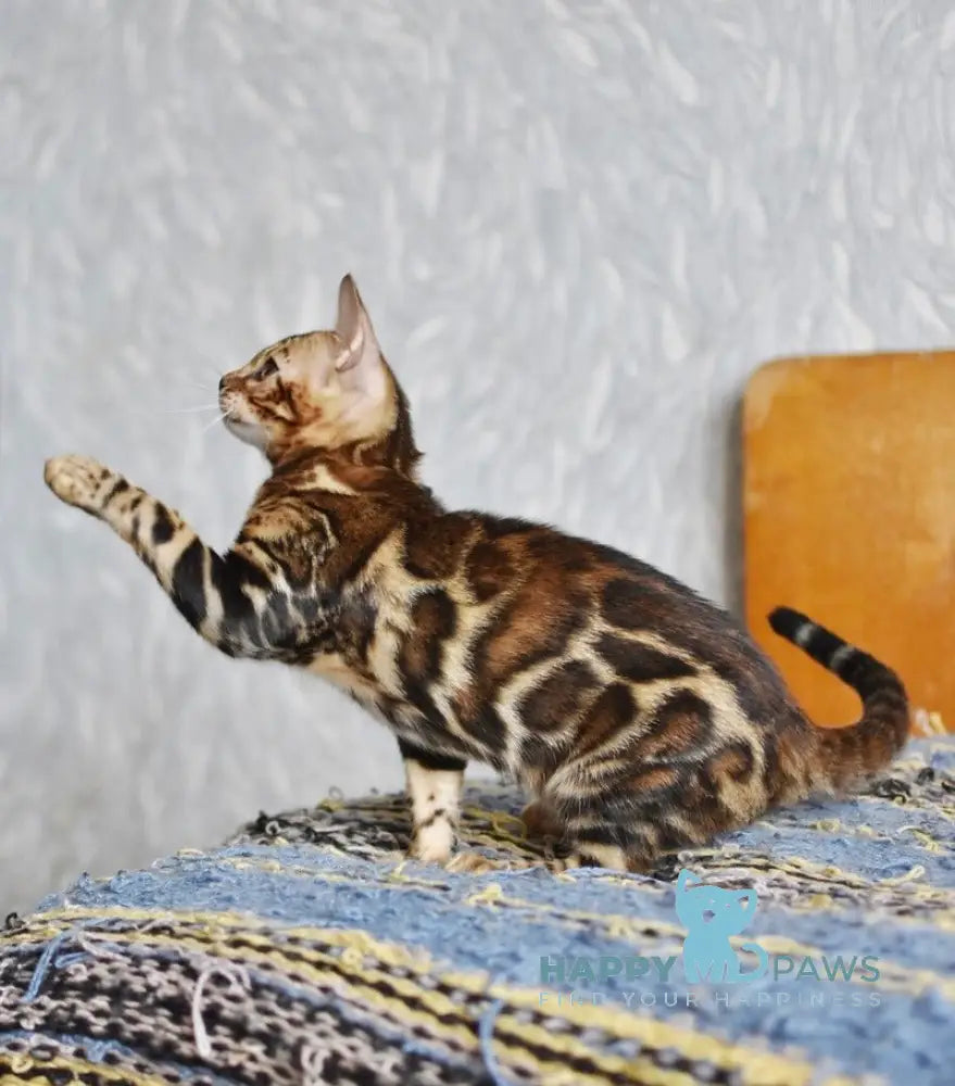 Dafna Bengal female black spotted tabby live animals
