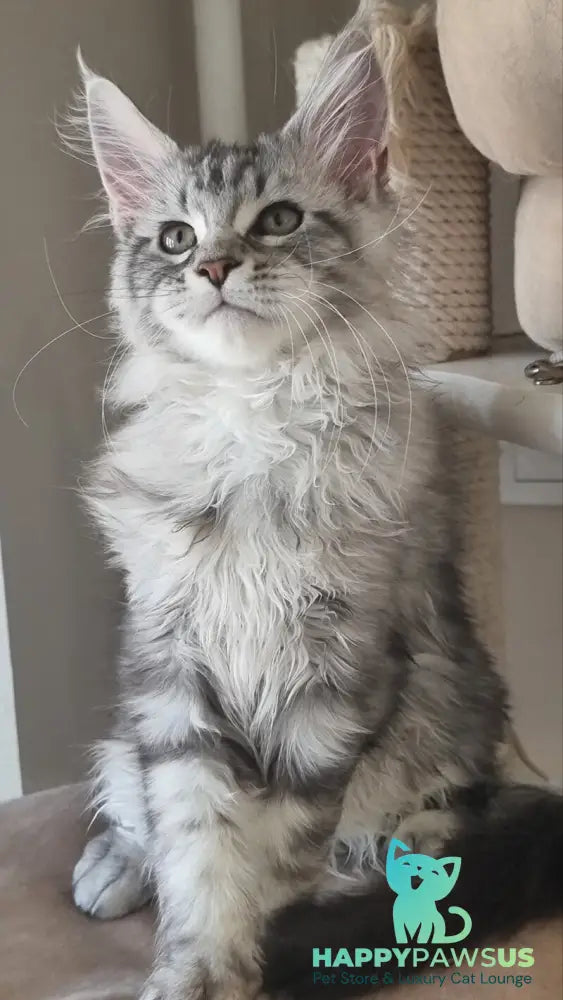 Dafna Maine Coon female black silver tabby - live animals