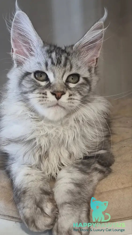 Dafna Maine Coon female black silver tabby - live animals