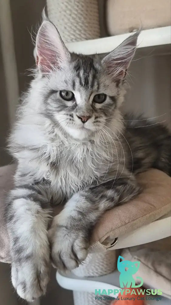 Dafna Maine Coon female black silver tabby - live animals