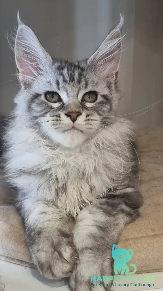 Dafna Maine Coon female black silver tabby - live animals