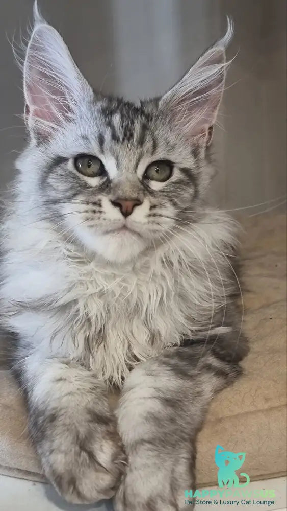 Dafna Maine Coon female black silver tabby - live animals