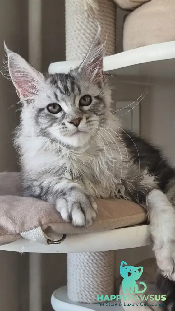 Dafna Maine Coon female black silver tabby - live animals