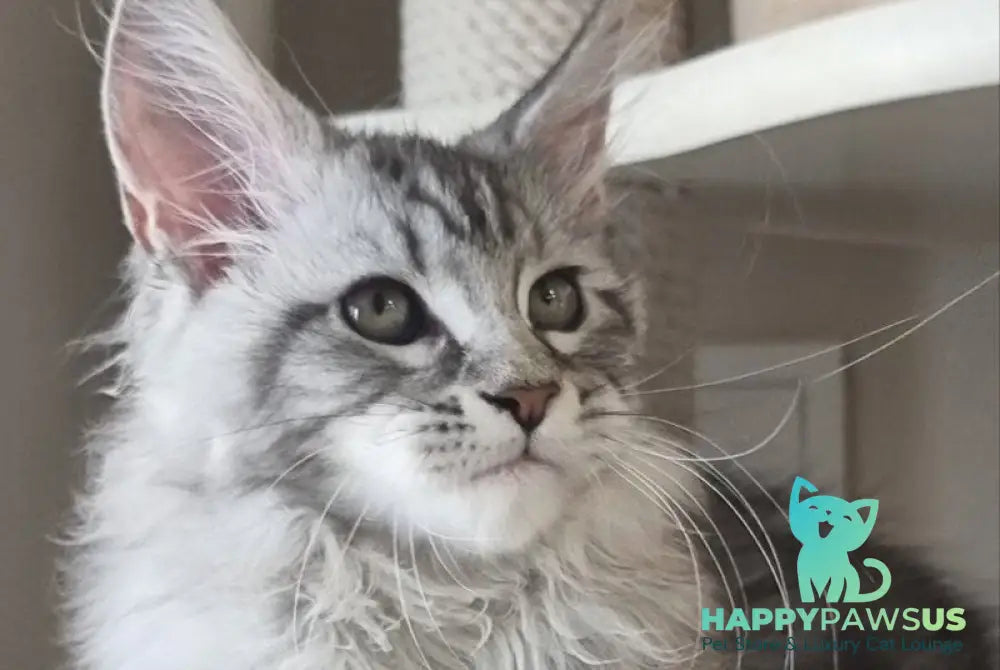 Dafna Maine Coon female black silver tabby - live animals