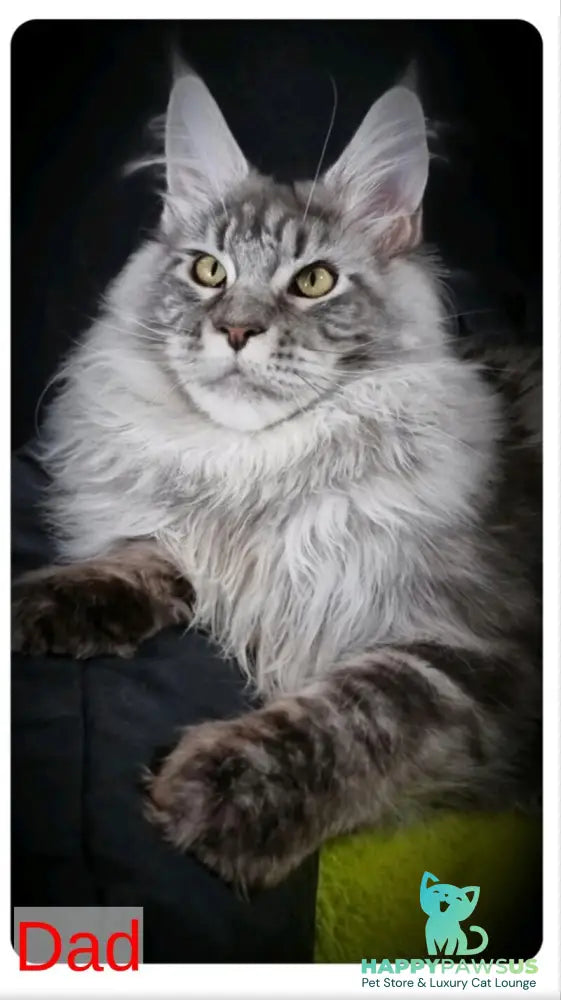 Dafna Maine Coon female black silver tabby - live animals