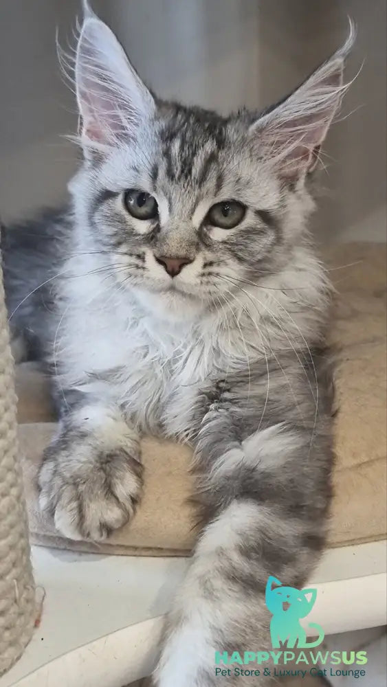 Dafna Maine Coon female black silver tabby - live animals