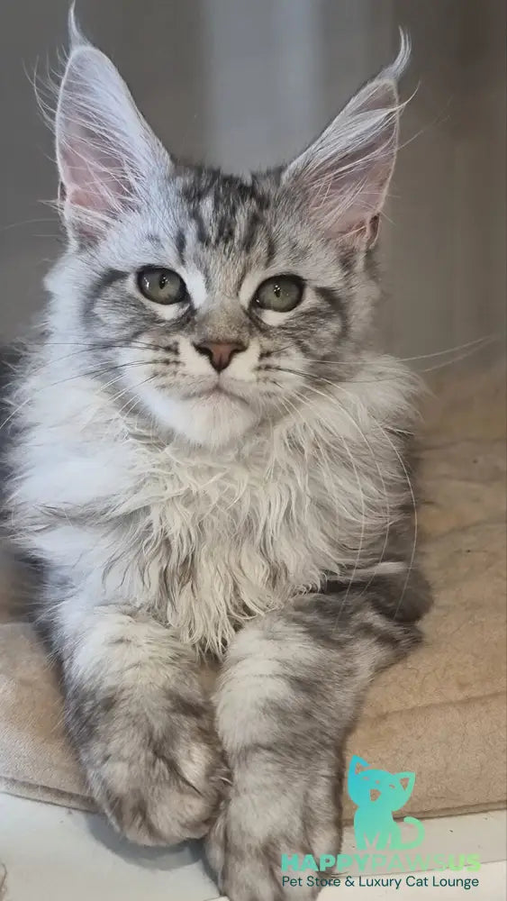 Dafna Maine Coon female black silver tabby - live animals