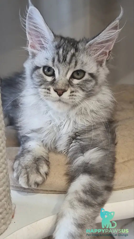 Dafna Maine Coon female black silver tabby - live animals