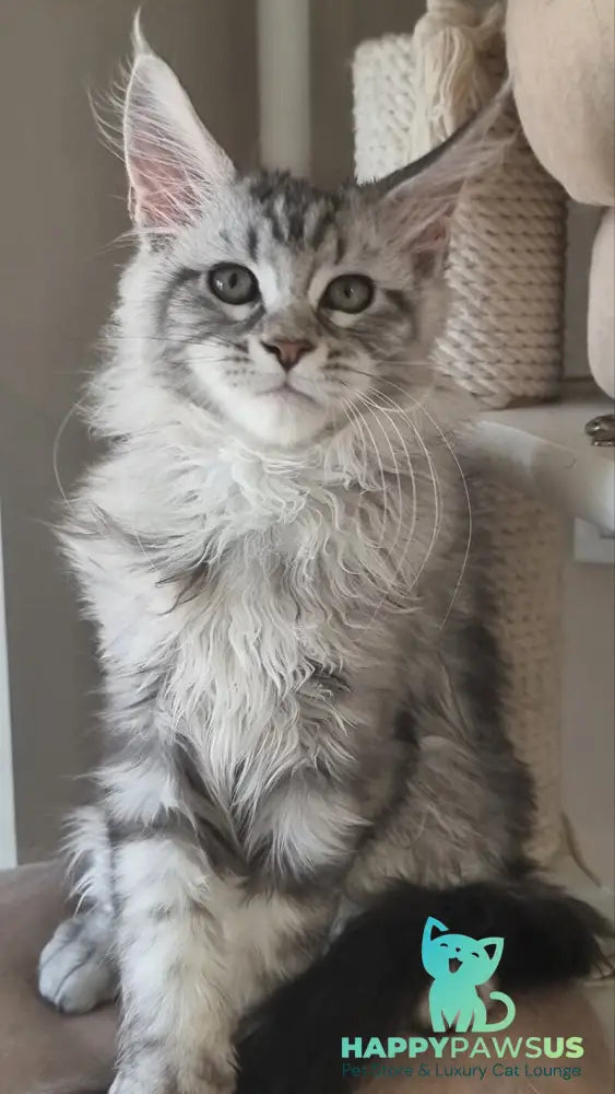 Dafna Maine Coon female black silver tabby - live animals