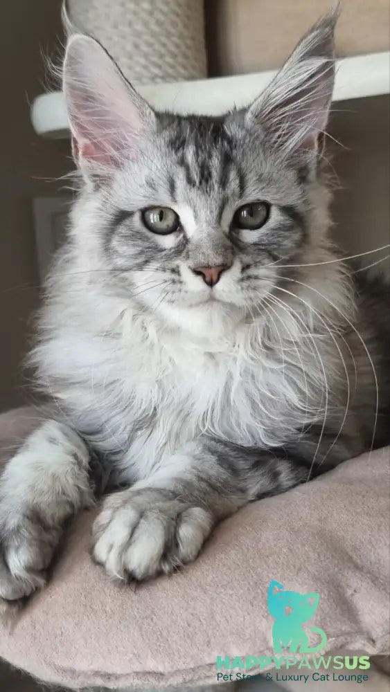 Dafna Maine Coon female black silver tabby - live animals
