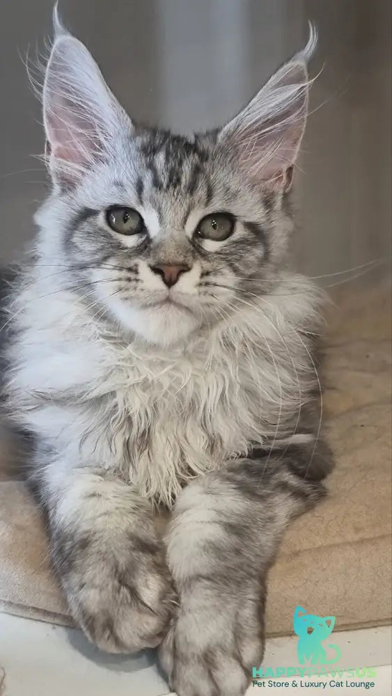 Dafna Maine Coon female black silver tabby - live animals