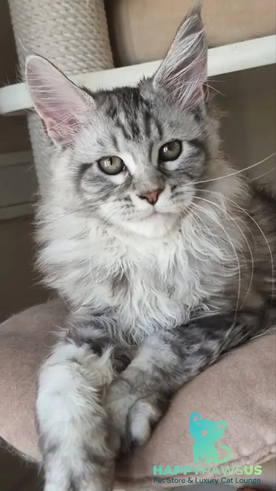 Dafna Maine Coon female black silver tabby - live animals