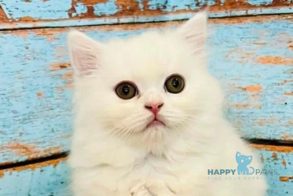 Daiana Scottish Straight female white live animals