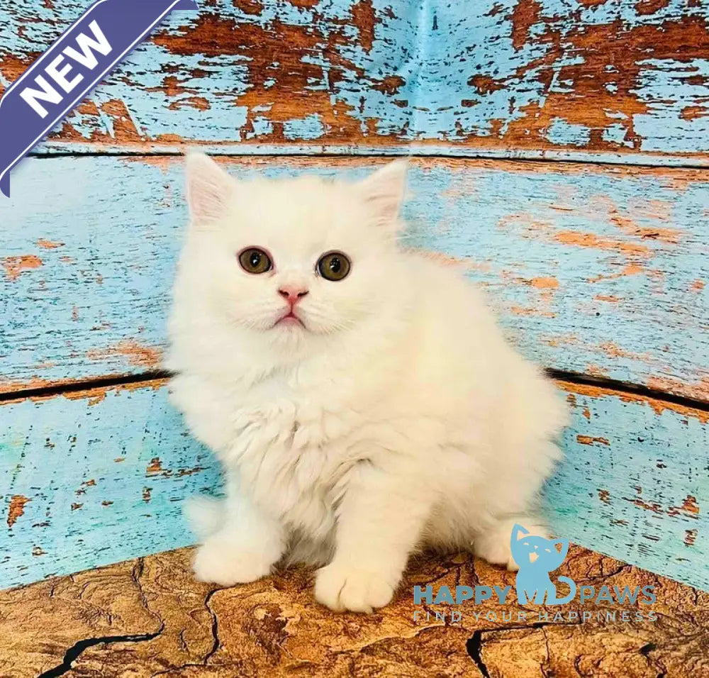 Daiana Scottish Straight female white live animals