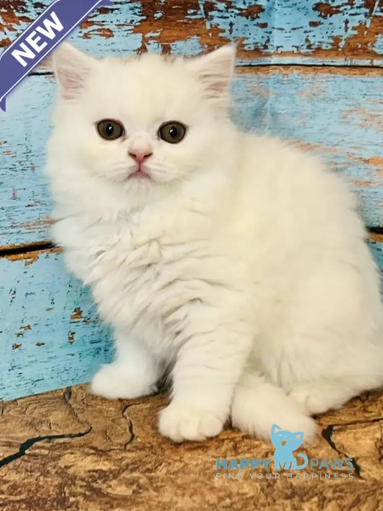 Daiana Scottish Straight female white live animals