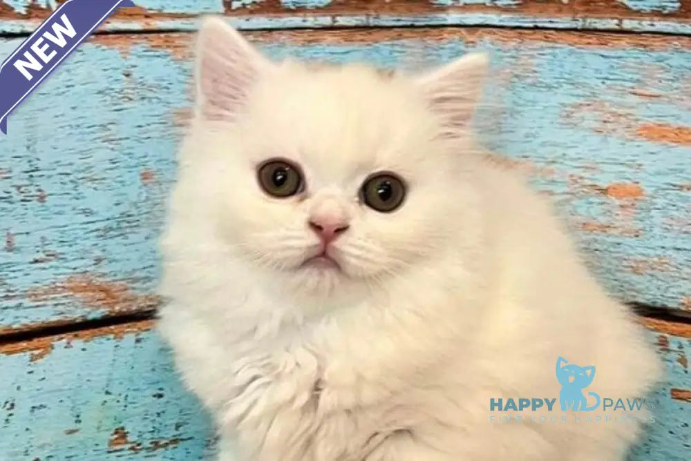 Daiana Scottish Straight female white live animals