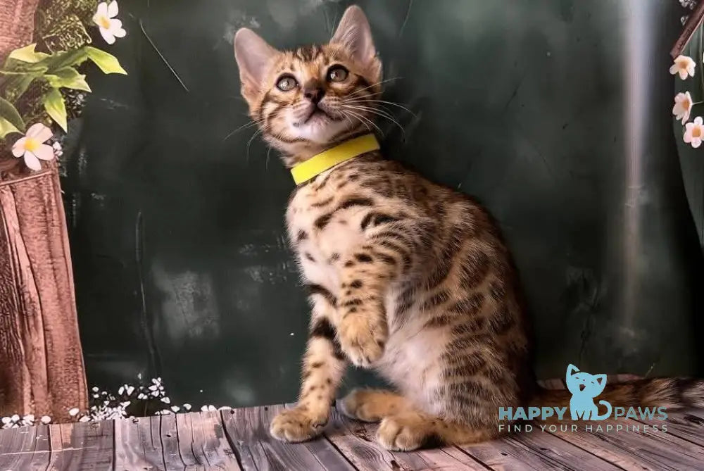 Dailin Bengal female black spotted tabby live animals
