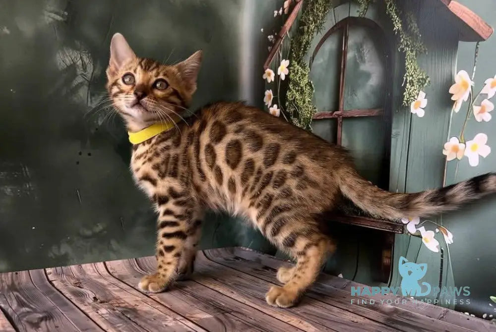 Dailin Bengal female black spotted tabby live animals