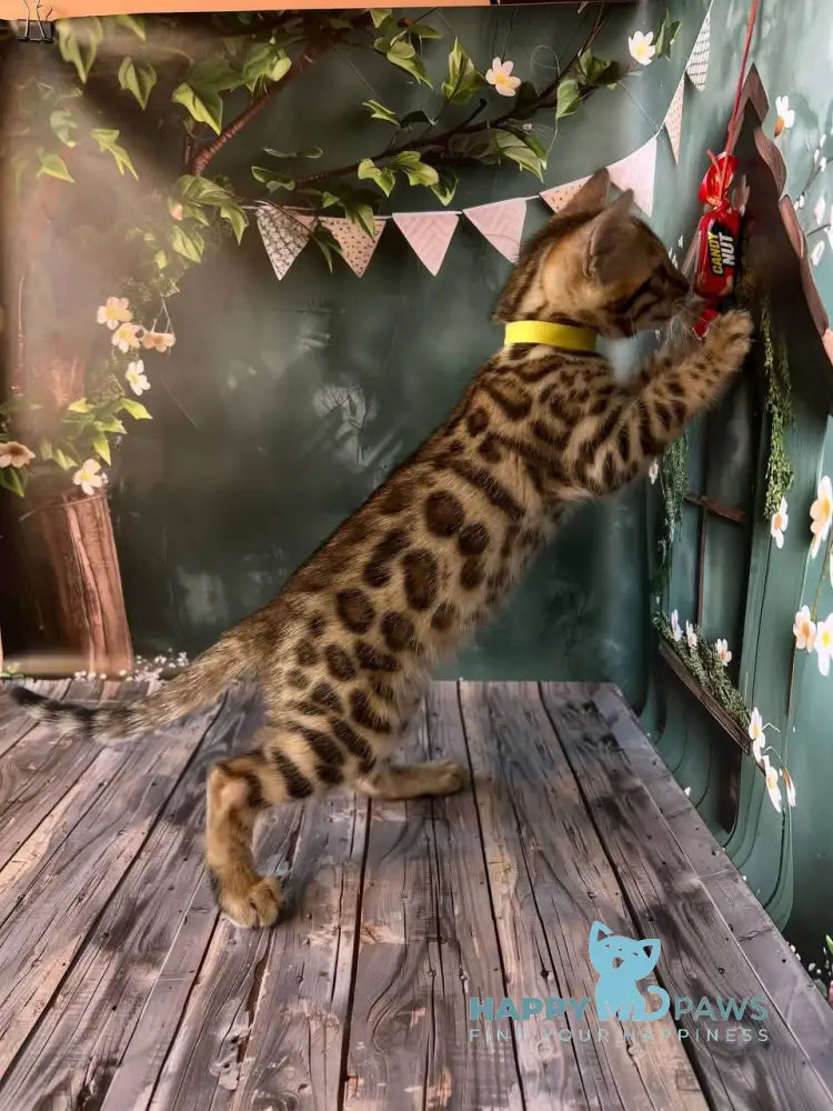 Dailin Bengal female black spotted tabby live animals