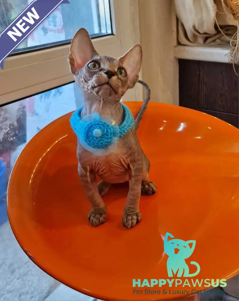 Daily Canadian Sphynx female black tabby - live animals