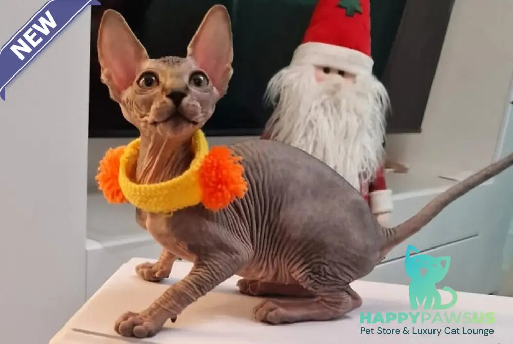 Daily Canadian Sphynx female black tabby - live animals