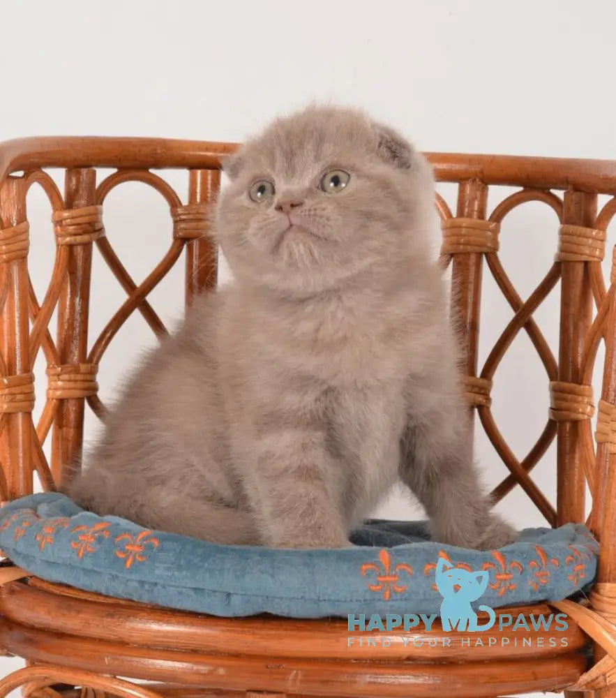 Daina Scottish Fold female lilac live animals