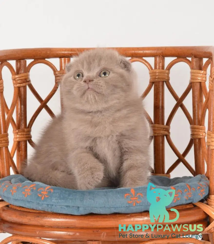 Daina Scottish Fold female lilac live animals