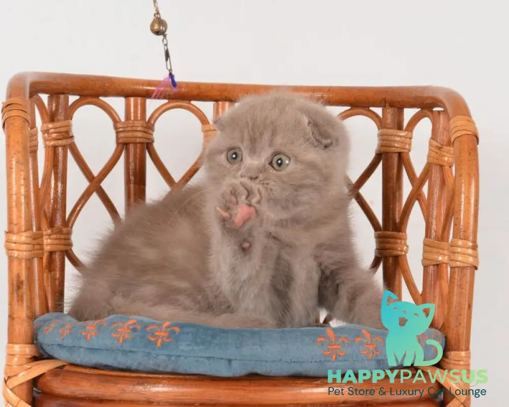 Daina Scottish Fold female lilac live animals
