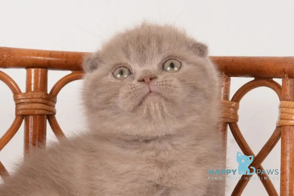 Daina Scottish Fold female lilac live animals