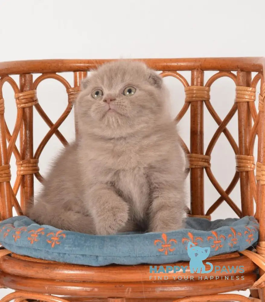 Daina Scottish Fold female lilac live animals