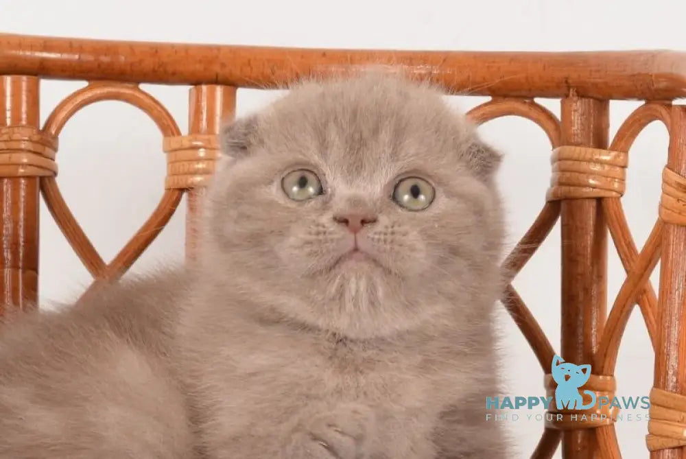Daina Scottish Fold female lilac live animals