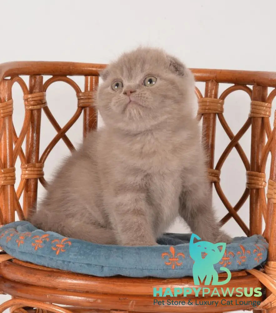 Daina Scottish Fold female lilac live animals