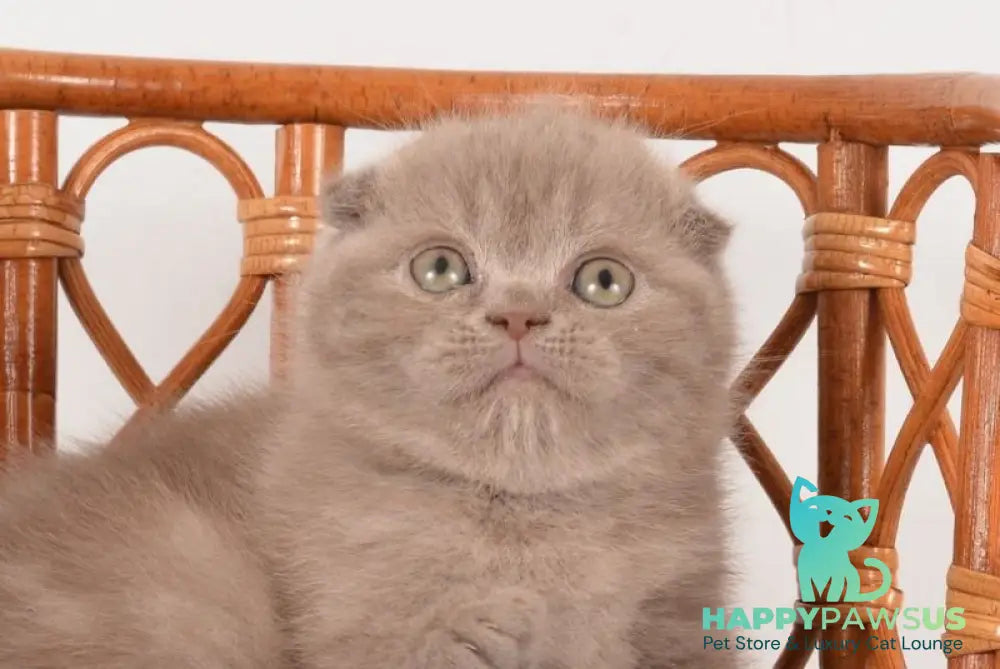 Daina Scottish Fold female lilac live animals